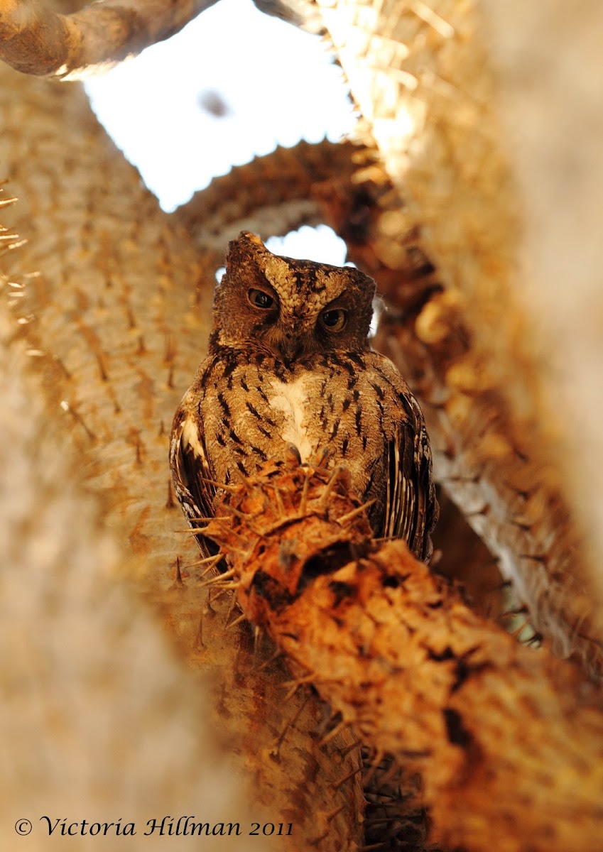 Torotoroka scops owl