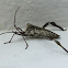 Declivis leaf-footed bug