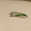 Green Lacewing