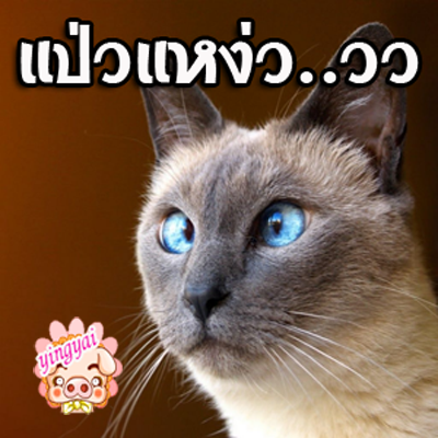 รวมรูปคอมเม้นท์เฟส กวนๆ