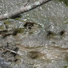 Turtle Tracks in Mud