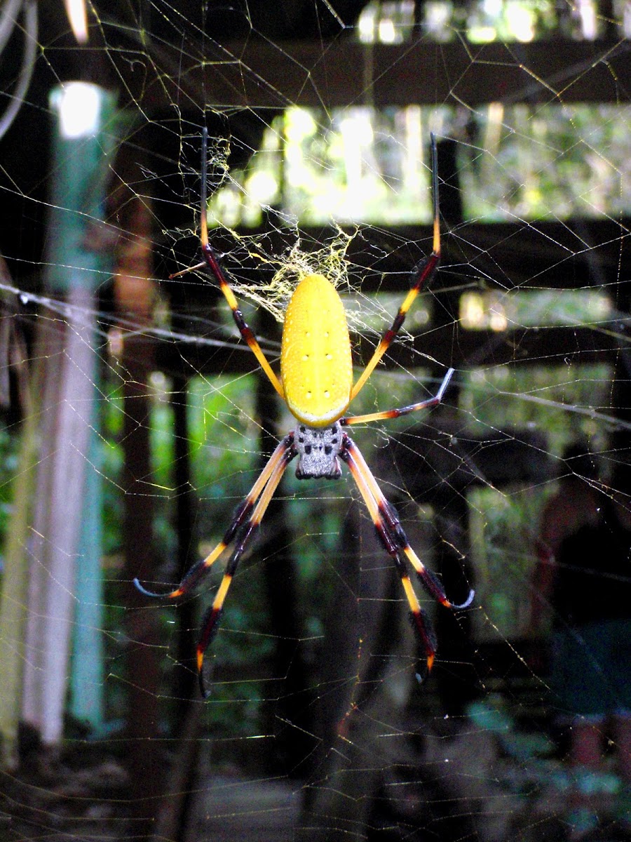 Golden Orb-Weaver Spider