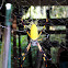 Golden Orb-Weaver Spider