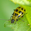 Spotted cucumber beetle