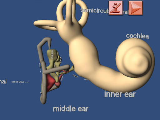Human Ear structure in 3D