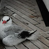 Red-billed Tropicbird