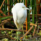 Little Blue Heron (immature)