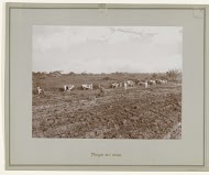 Arbeiders ploegen met ossen een akker op Sumatra