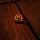 Snail