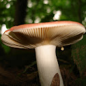 Pink-Capped Mushroom