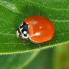 Western Blood-Red Lady Beetle