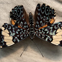 Cracker butterfly