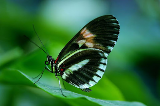 免費下載攝影APP|Butterfly HD Photo app開箱文|APP開箱王