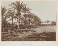 Palmentuin van een buitenverblijf in Alexandrië