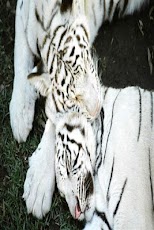 White tiger wallpapers HD