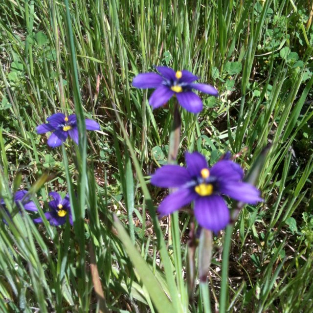 blue eyed grass