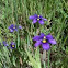 blue eyed grass