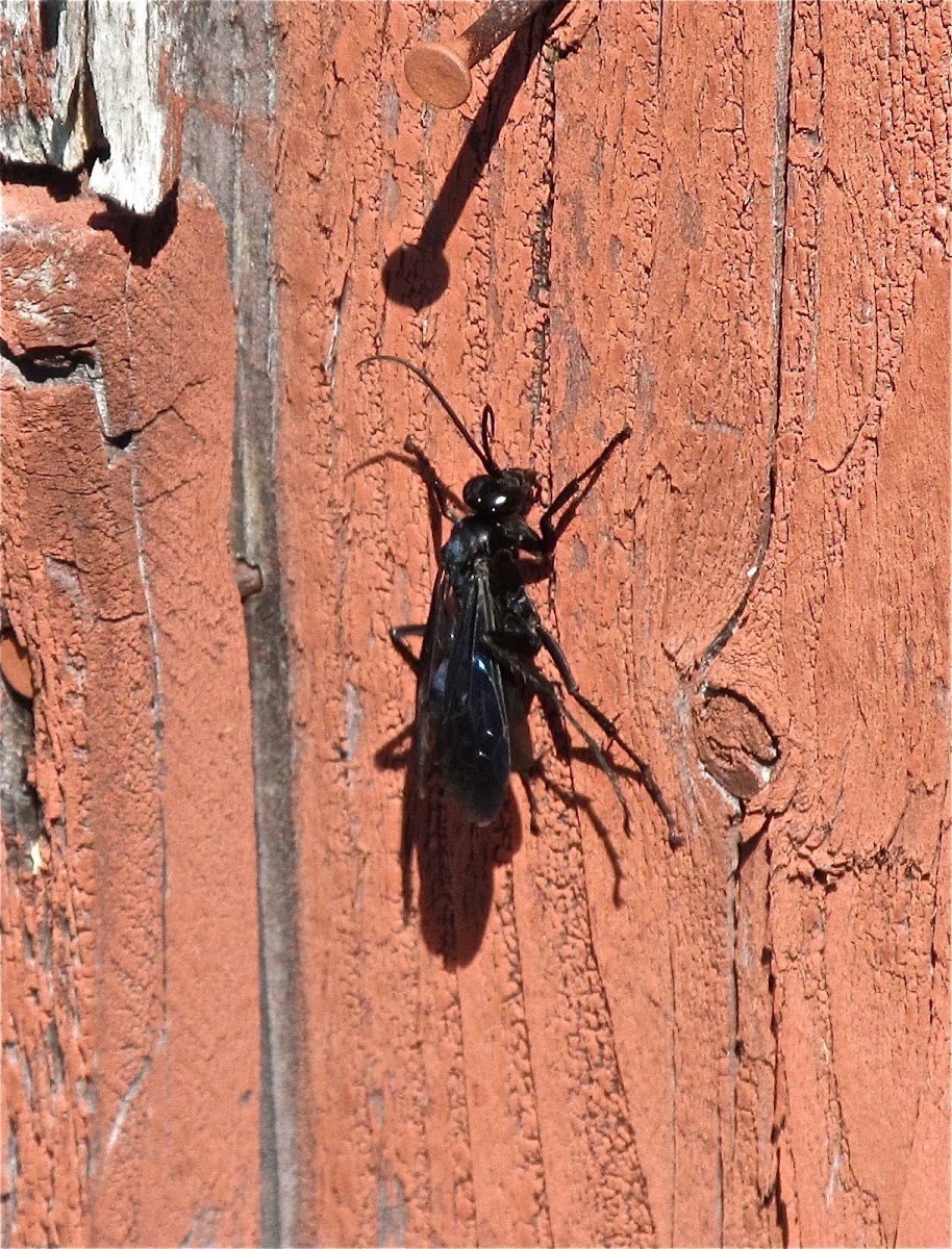Spider Wasp