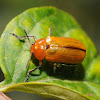 Clay-colored leaf beetle