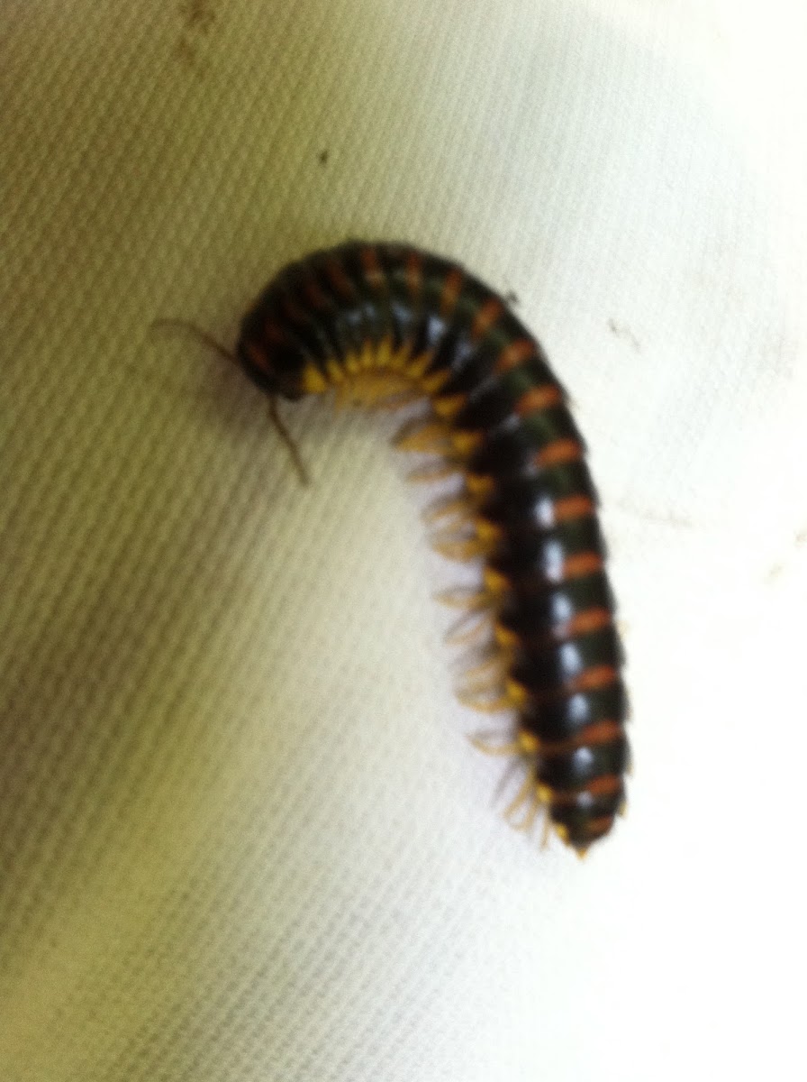 Yellow and Black Flat-backed Millipede