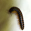 Yellow and Black Flat-backed Millipede