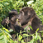 Mountain Gorilla (Mother and juvenile)