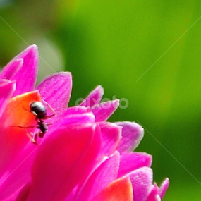 The Ant by Sunaryo Kusumo - Animals Insects & Spiders
