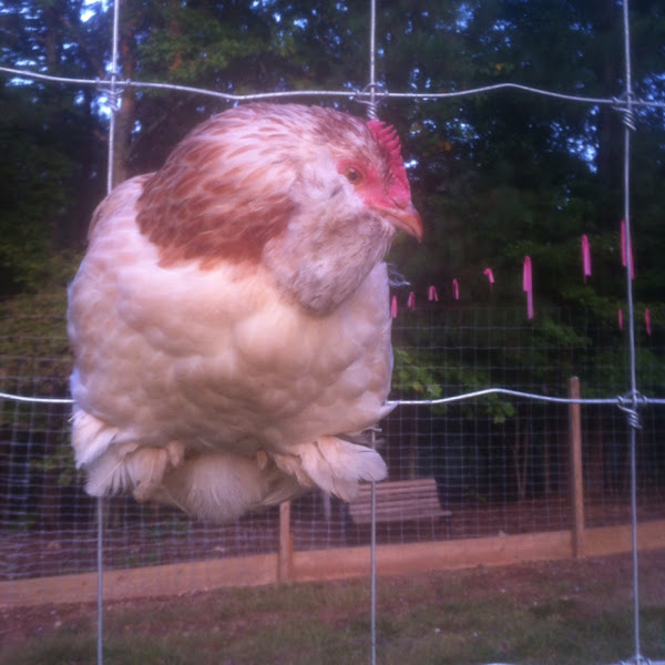 Salmon Faverolle pullet Project Noah