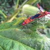 Red Cotton Stainer Bug