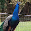 Indian Peafowl