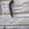 Galium Sphinx Moth caterpillar