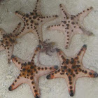 Chocolate chips starfish