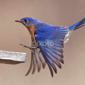 The Color Blue by Herb Houghton - Animals Birds
