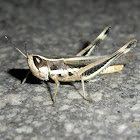 Inland Macrotona grasshopper