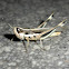 Inland Macrotona grasshopper