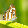 Common Sergeant Butterfly