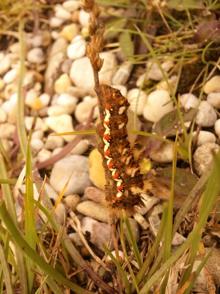 White Satin Moth (Caterpillar) - Pappelspinner (Raupe)
