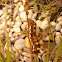 White Satin Moth (Caterpillar) - Pappelspinner (Raupe)