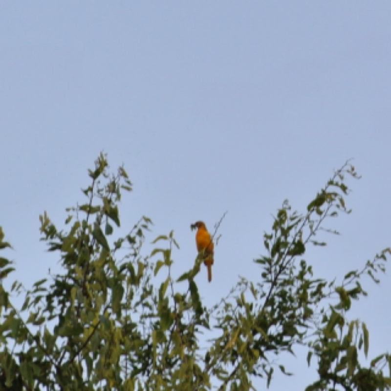 Baltimore Oriole (male)