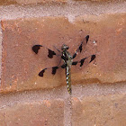 common whitetail dragon fly