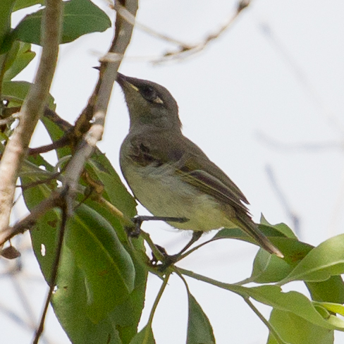 Brown Honeyeater