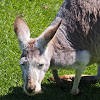 Red Kangaroo (female)