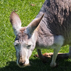Red Kangaroo (female)