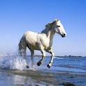 3D cool Steed logo