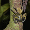 Black & Gold Huntsman Spider