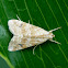 Crambid Moth