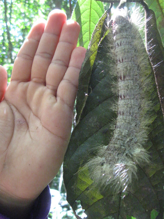 Caterpillar (family Lasiocampidae)