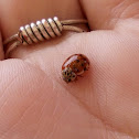 Cream-streaked lady beetle