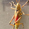 Eastern  Lubber Grasshopper