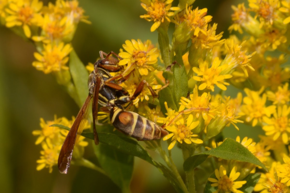Northern Paper Wasp